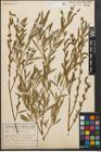 Foto von Salix purpurea L.